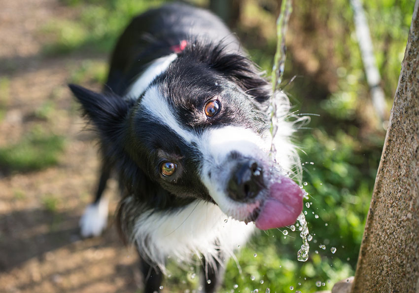 curly haired border collie