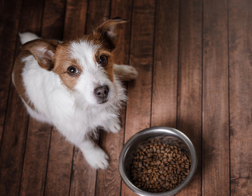 Should Dogs Eat Raw Meat? | Daily Care Of A Dog | Dogs | Guide | Omlet US