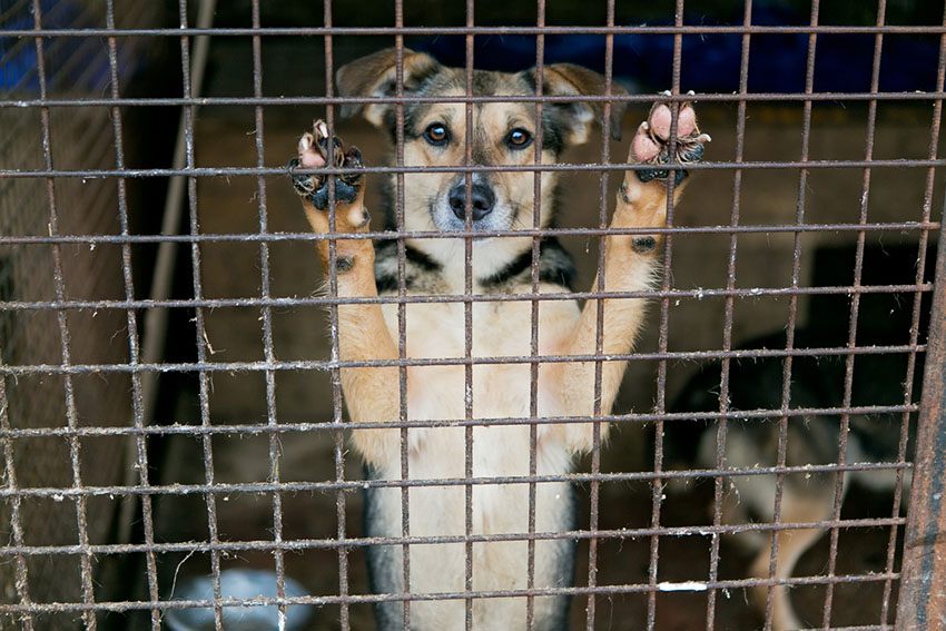 Dog rescue dog shelter adopt a dog