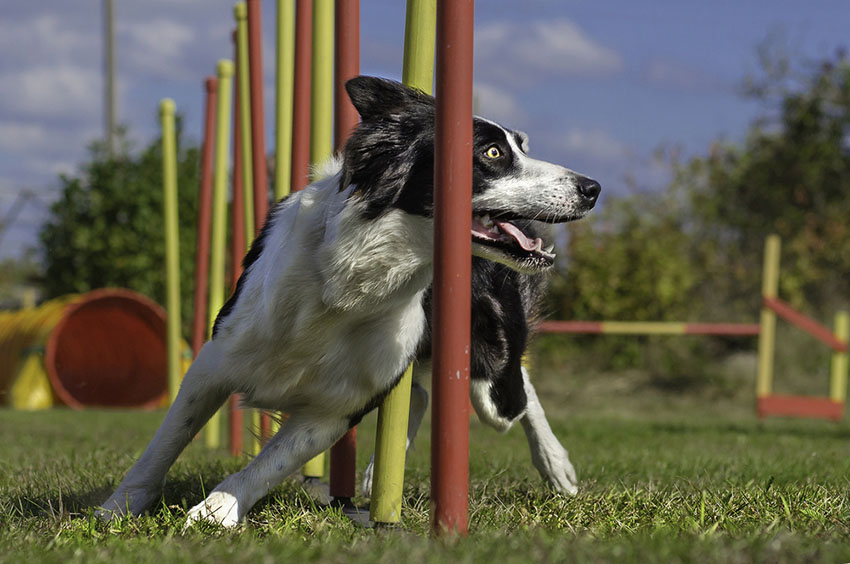 Dog show Border collie agility slalom.jpg