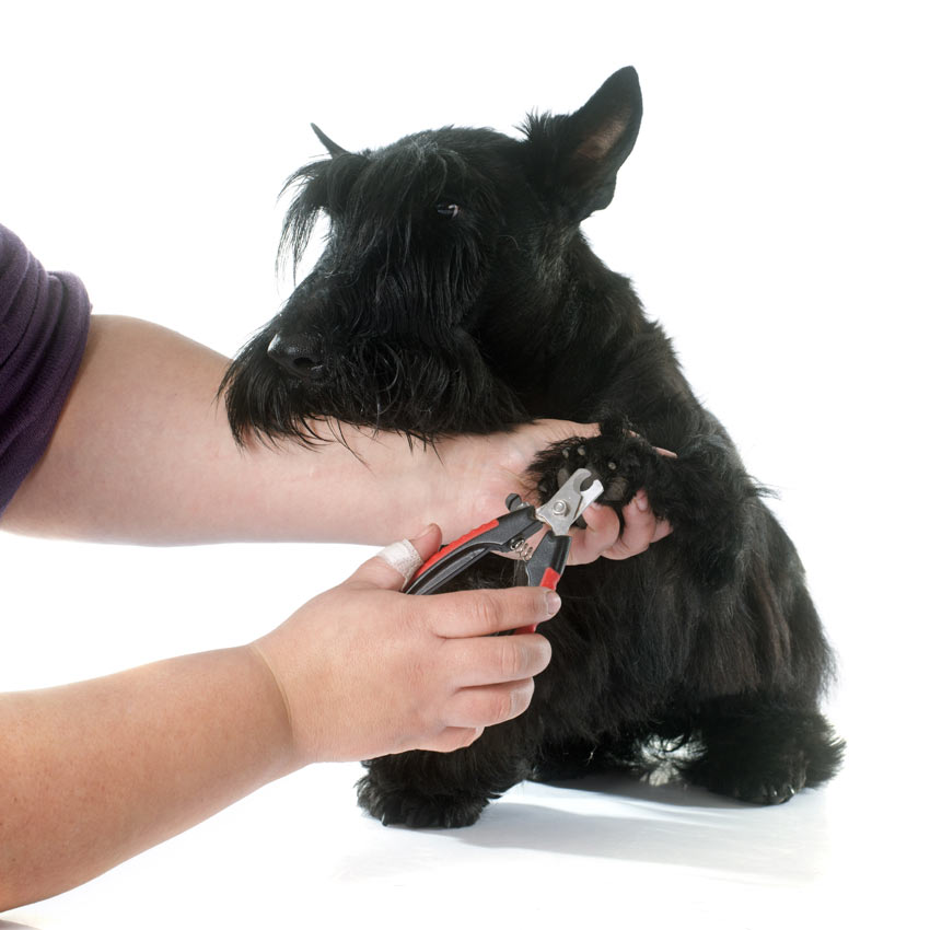 Nail trimming a dogs paws using nail clippers