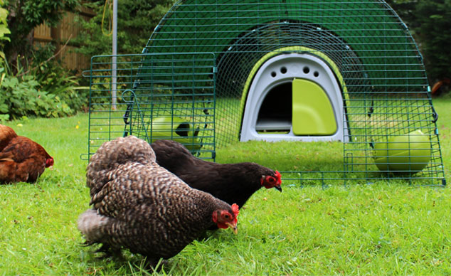 Chickens | Guide | Omlet Uk