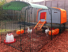 Happy chickens underfoot