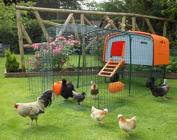 The Eglu Cube with a one metre run extension.