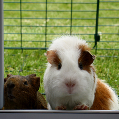 Rabbit and Guinea pigs make wonderful pets and the Eglu Go Hutch makes 