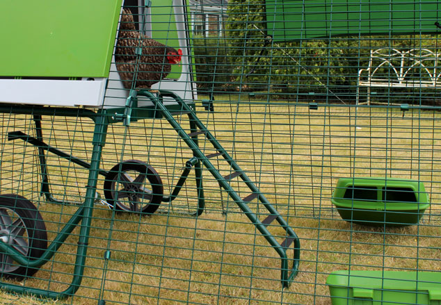 Hens will love being able to roost up high