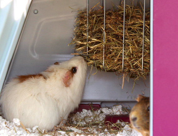 Ein Meerschweinchen frisst aus der Heuraufe im Eglu Go