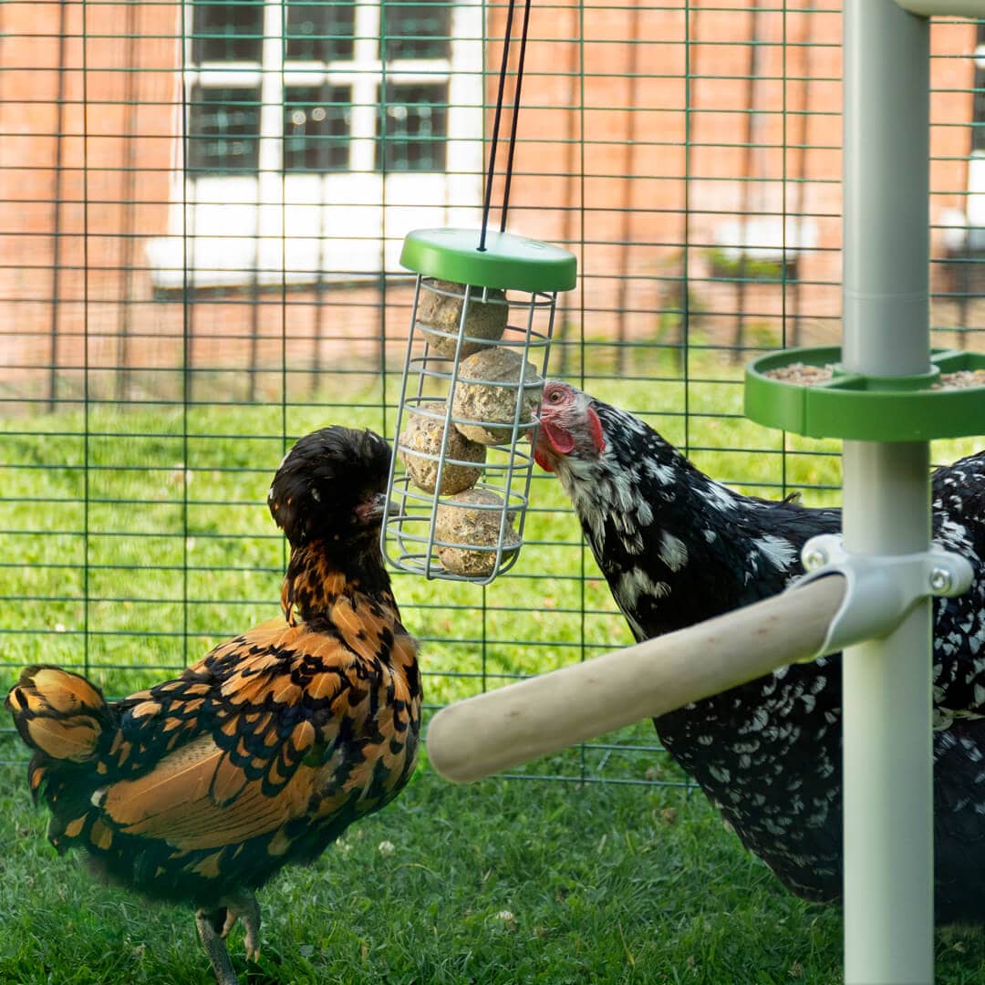 Treat ball hotsell for chickens