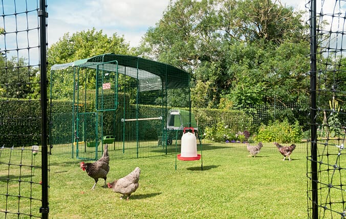 chickens free ranging inside fencing and walk in chicken run