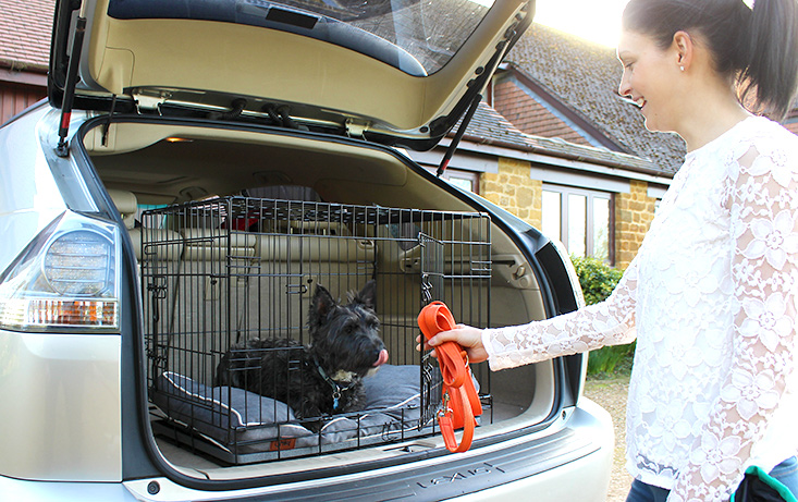 Car boot dog sales cage
