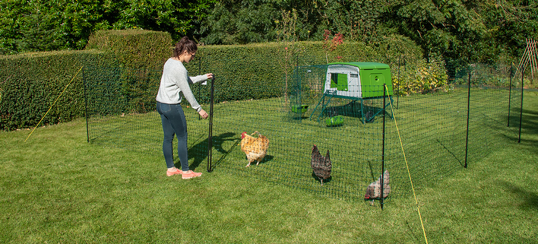 Woman opening the gate to Omlet chicken fencing in fenced off area with Eglu Cube Chicken Coop