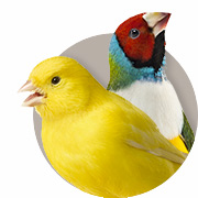 Finch and Canary Guide