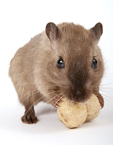 gerbil bar chewing