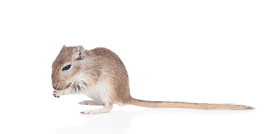 Gerbil bedding options