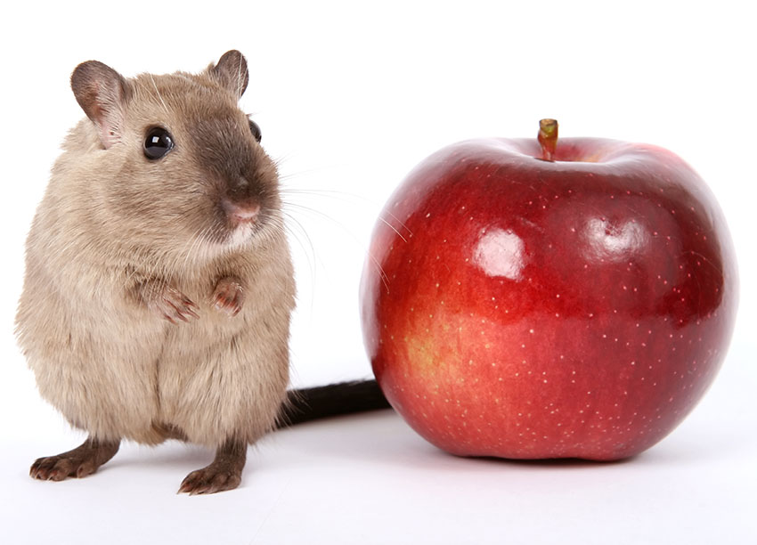 gerbil fruit eat