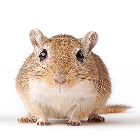 gerbil health check