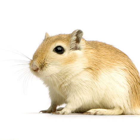gerbil illnesses