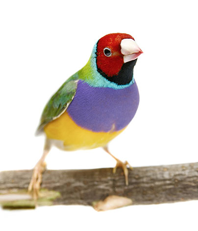 Gouldian finch