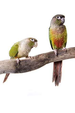Green-cheeked Conures in aviary: pineapple and yellow-sided varieties