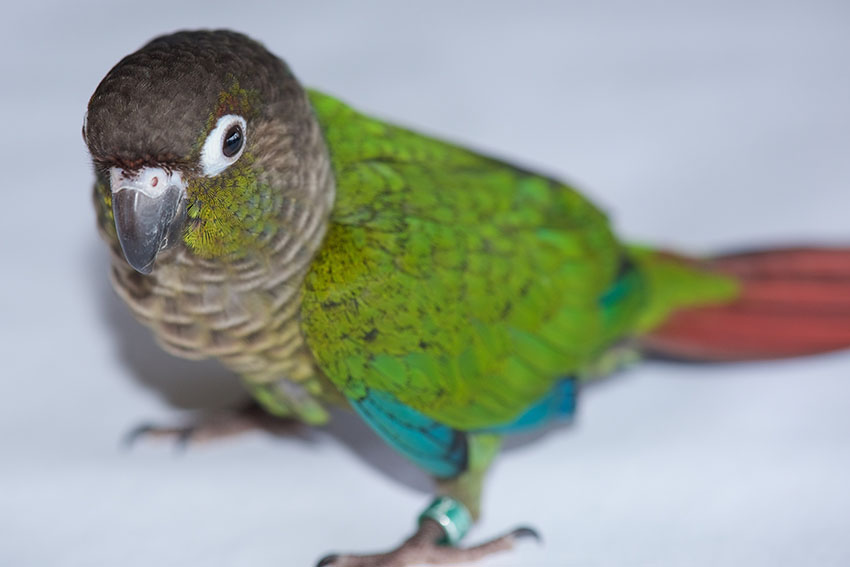 Green-cheeked conure chick at three month old