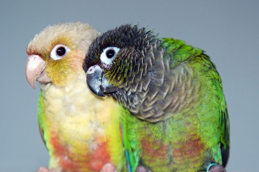 Green-cheeked conure and cinnamon mutation