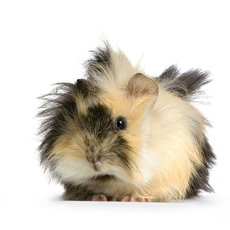 Guinea pig abyssinian