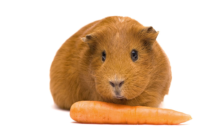 Guinea pig eating carrot