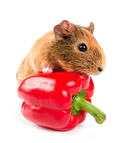 Guinea pig eating a pepper