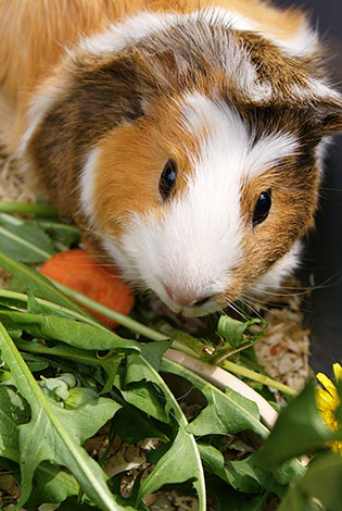 Guinea pig eating dandelion