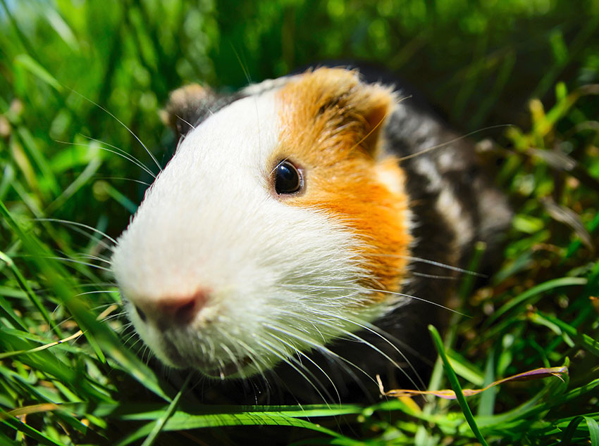 guinea pig investigating the camera