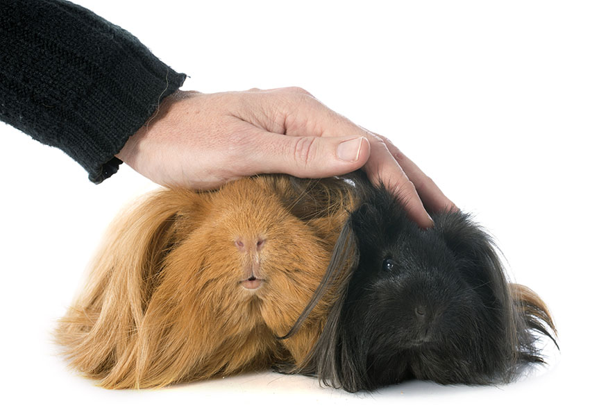 a guinea pig with long hair