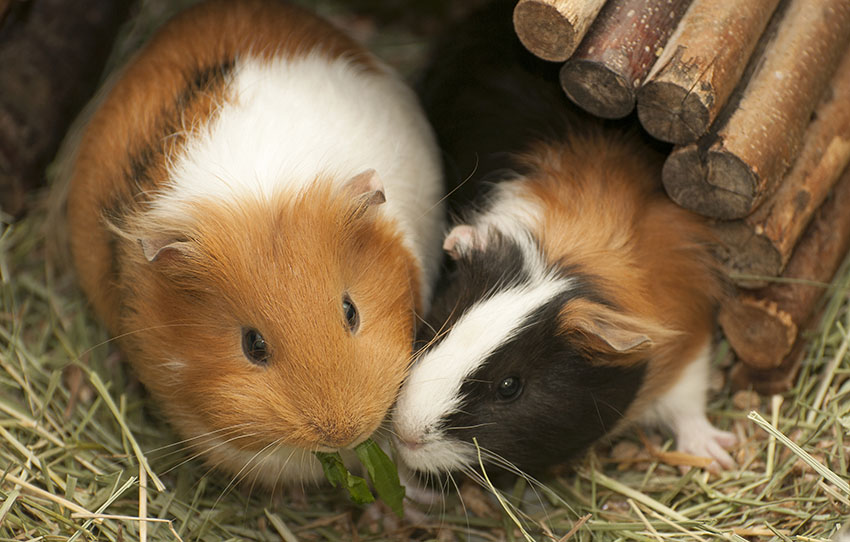 Introducing Guinea Pigs | Making Introductions | Guinea ...