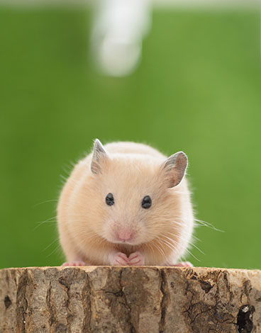 hamster biting