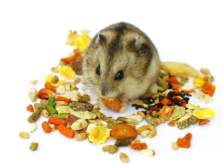 Dwarf Hamster Care Sheet: Food, Habitat & Health