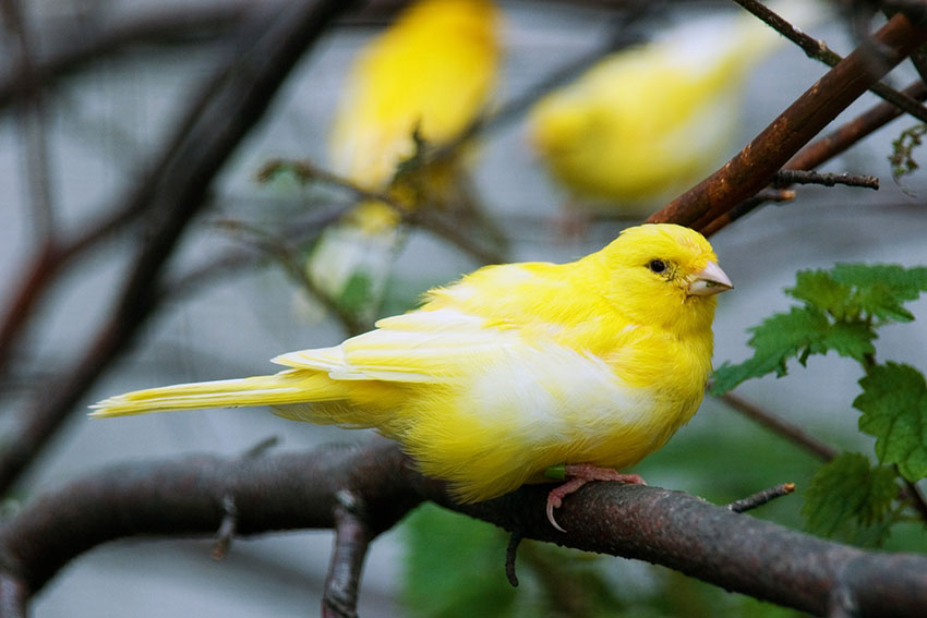 Harz Canary in tree