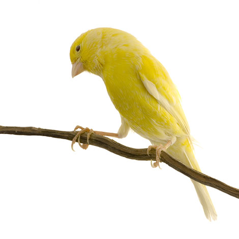 What are tips for buying a canary?