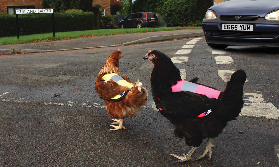 High vis chicken jacket outlet