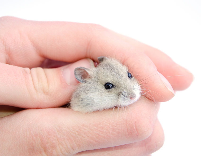 Does your hamster need a friend?