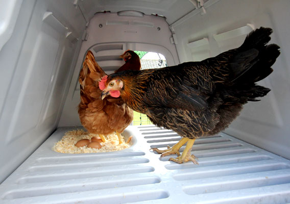 The interior of an Eglu Go UP chicken coop.