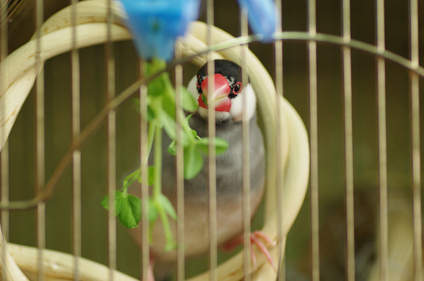 Java sparrow food