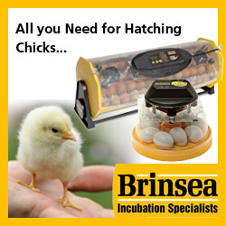 All you Need for Hatching Chicks...