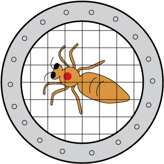 A_diagram_of_a_queen_marking_cage