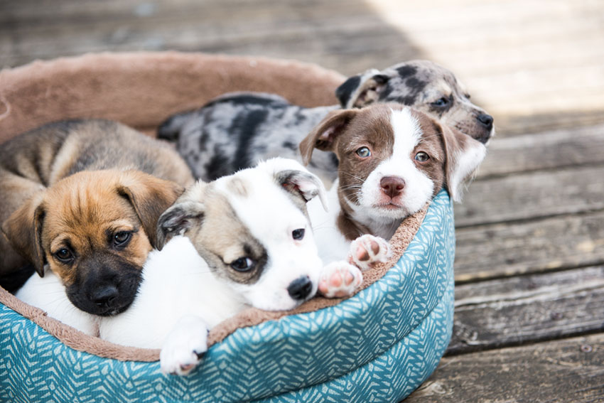 Mixed breed puppies in basket terrier mix mutts.jpg