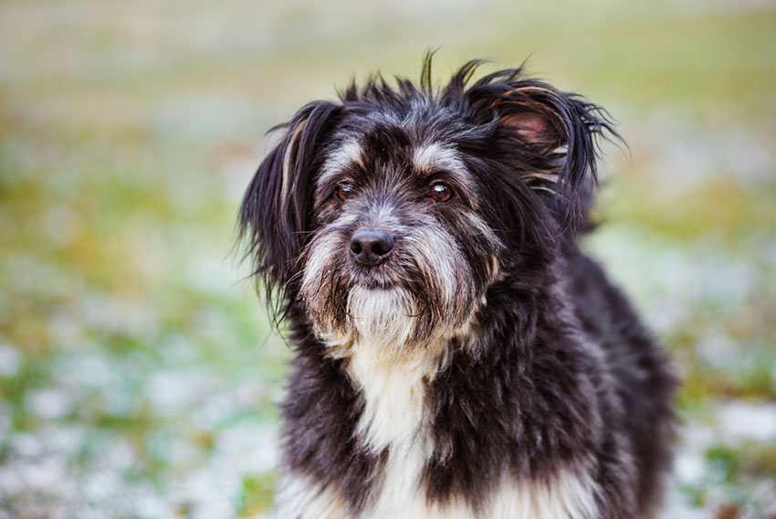 long haired dogs small