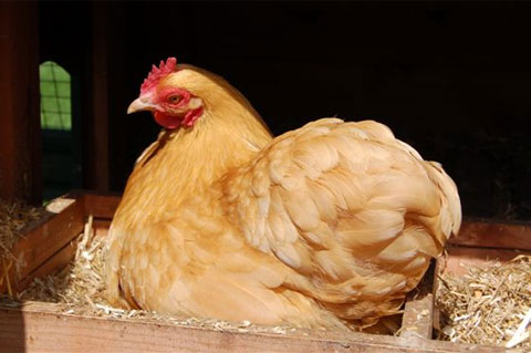 A broody hen sitting on a nest.