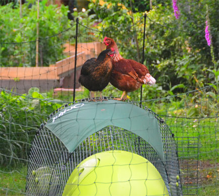 A Gingernut Ranger and Miss Pepperpot perching on top of their Eglu Run