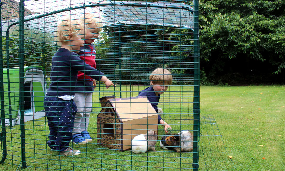 Small guinea pig run online