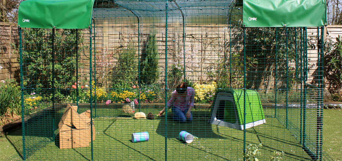 Guinea pig 2025 house outdoor