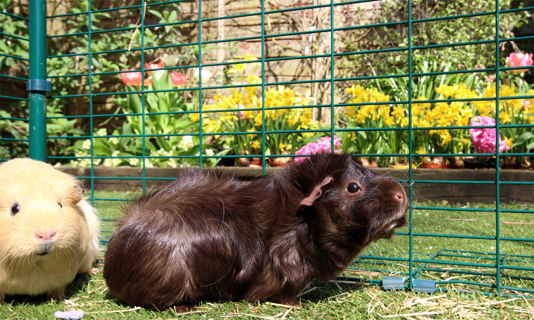 Guinea pig run argos outlet