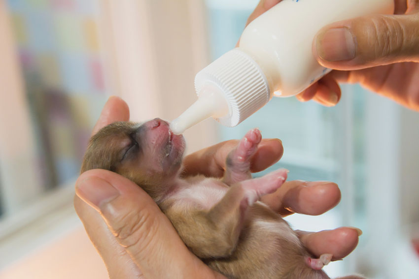 Puppy newborn bottle fed hand fed